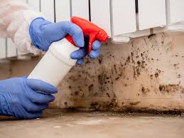 Why You Should Choose Our Mold Remediation Services in Royal Hawaiian Estates, HI